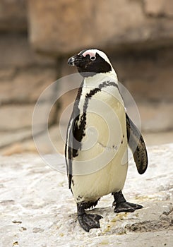 African black foot Penguin