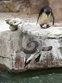 African black foot Penguin