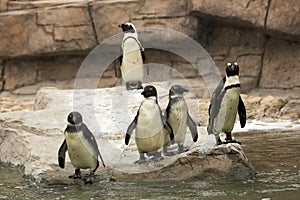 African black foot Penguins