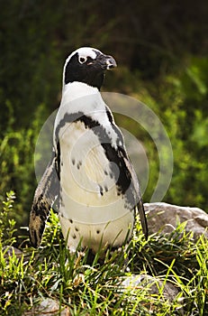 African- or Black-footed penquin