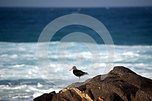 African Black Oystercatcher