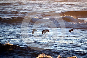 African Black Oystercatchers in the morning sun