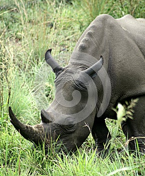 African black rhino