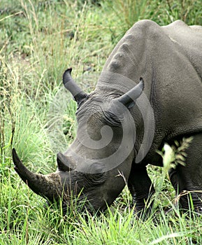 African black rhino photo