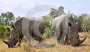 African Black Rhinoceroses