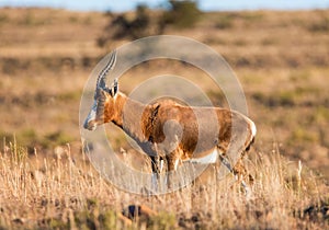 African Blesbok Antelope