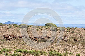 African Blesbok Antelope