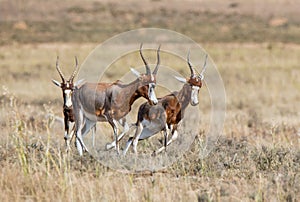 African Blesbok Antelope