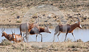 African Blesbok Antelope