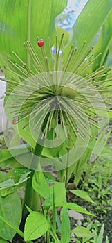 African blood Lily or Desember flower in Indonesia, taken in march