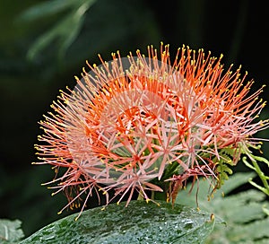 African Blood Lily Or Scadoxus Multiflorus iIn Bloom