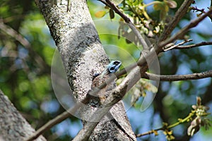 African Bloukop Lizard
