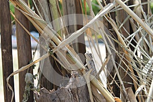 African Bloukop Lizard Sunbathing