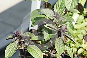 African blue basil (Ocimum kilimandscharicum Ã— basilicum 'Dark Opal')