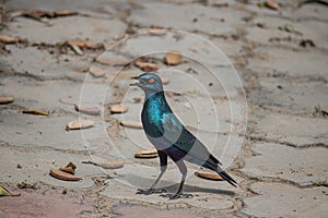 African Blue bird looking for the food on the ground