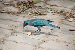 African Blue bird looking for the food on the ground