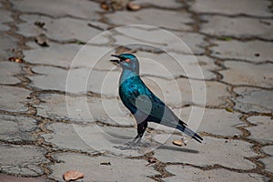 African Blue bird looking for the food on the ground photo