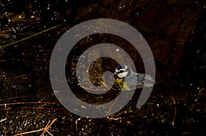 African blue tit bathing in a water source.