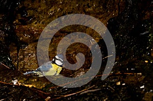 African blue tit bathing.