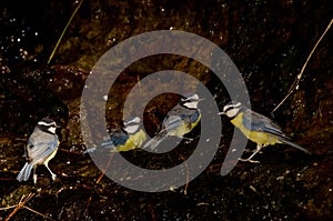 African blue tits at a water source.