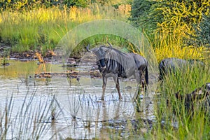 African blue wildebeest drinking water from a dam in a game reserve during safari