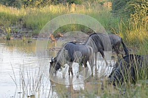 African blue wildebeest drinking water from a dam in a game reserve during safari