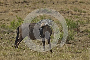 African blue wildebeest (gnu)