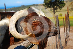 African Boer goat