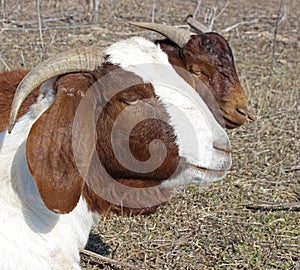 African Boer Goat Doe