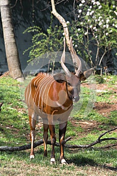 African Bongo