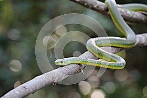 African boomslang (tree snake; Dispholidus typus)