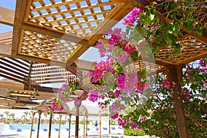 African bougainvillea - pendant garden