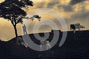 African boy silhouette watching over livestock at sunset