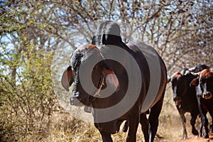 African Brahman bull