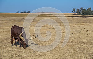 An African bred Ankole-Watusi bull feeds in a field