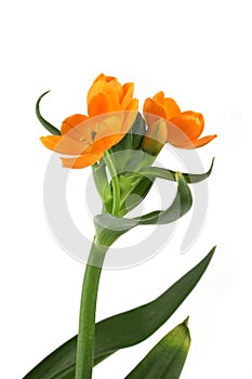 African Breeze flower isolated on white background.