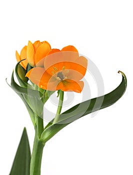 African Breeze flower isolated on white background.