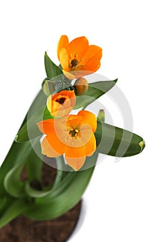 African Breeze flower isolated on white background.