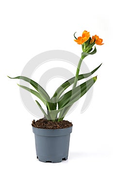 African Breeze flower in pot isolated on white background.