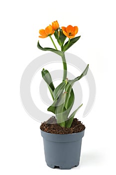 African Breeze flower in pot isolated on white background.