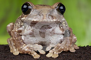 African broad mouth tree frog