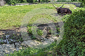 African brown bull Ankole Watusi, Bos taurus watusi or Ankole Longhorn rest in sun