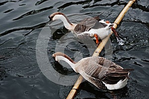 African Brown Goose | Beauty of Birds