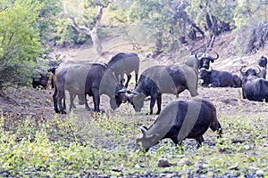 African Bufalo`s in dry river bed photo