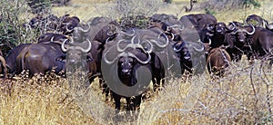 African Buffalo 1 photo