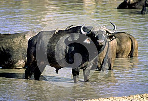 African Buffalo   11114