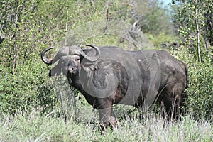 African buffalo