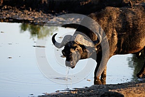 African buffalo