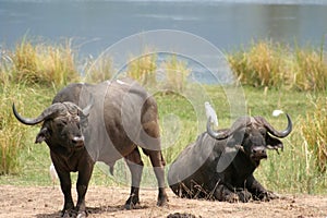 African Buffalo photo