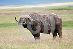 African Buffalo